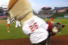 Washington Nationals presidents race That Cat tackles Teddy Roosevelt