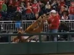 Bullee the Moose takes out our cameraman Luis Albisu - Washington Nationals presidents race